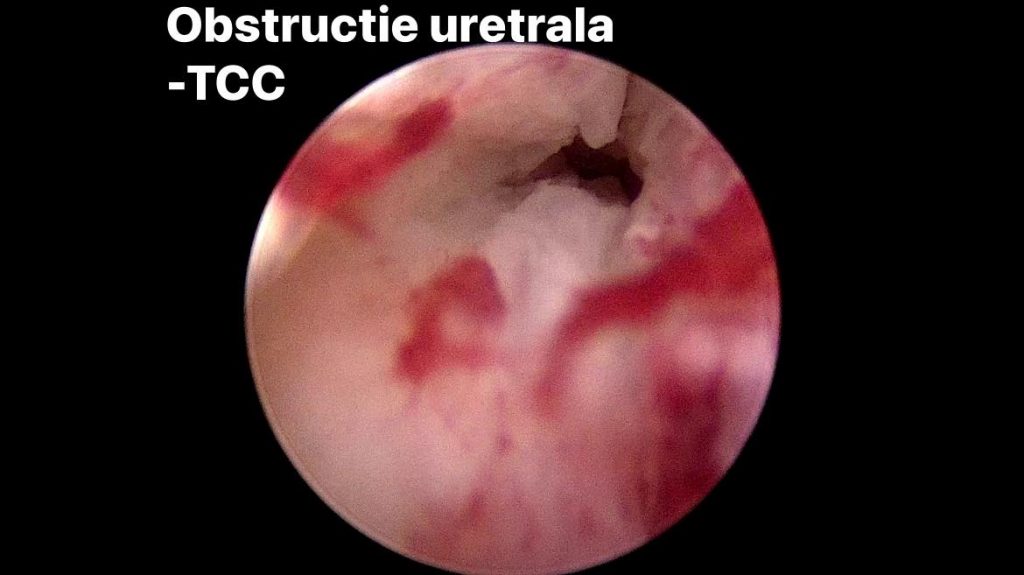 Centru de endoscopie și chirurgie minim invazivă veterinară