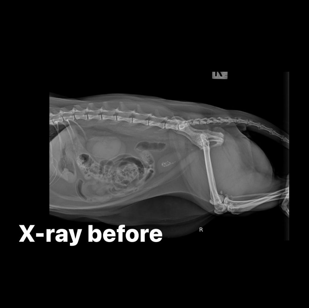 Centru de endoscopie și chirurgie minim invazivă veterinară